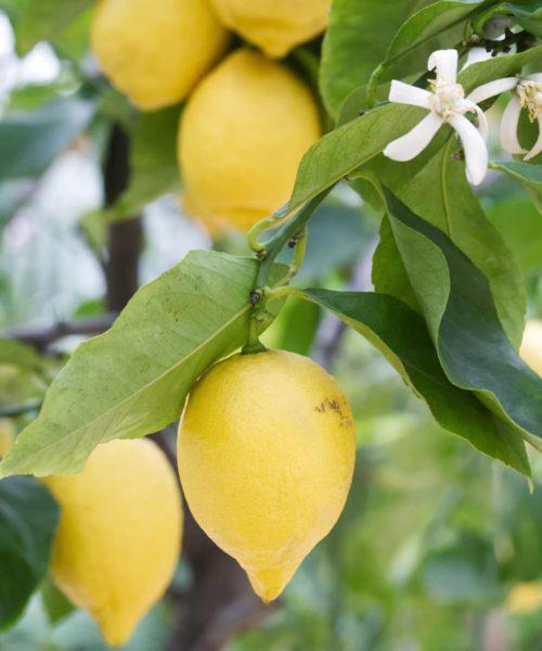 уход-за-лимонным деревом-4