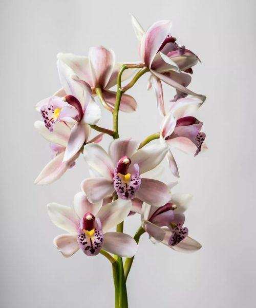 уход-за-орхидеями-1