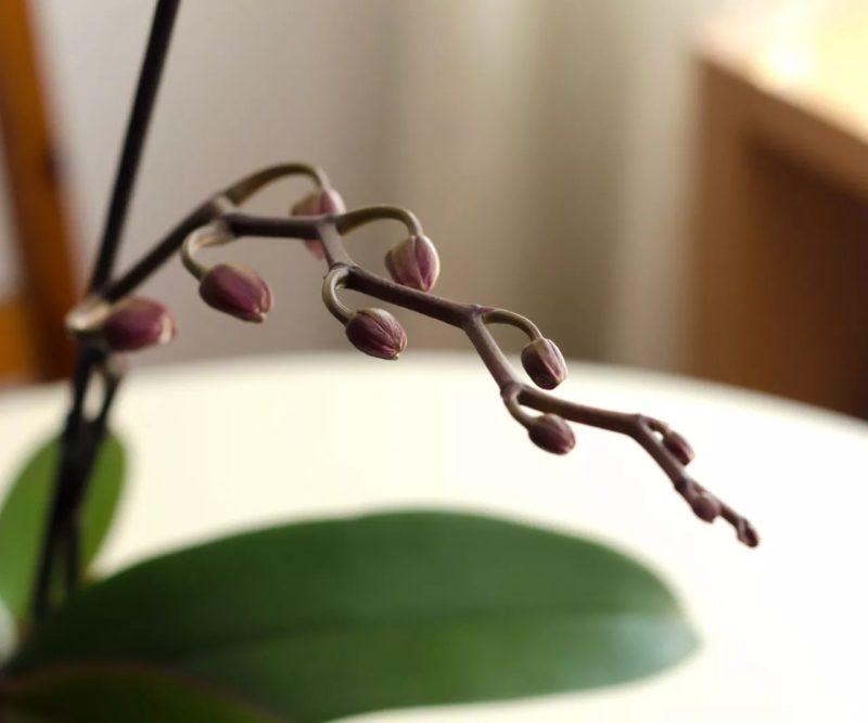 уход-за-орхидеями-4