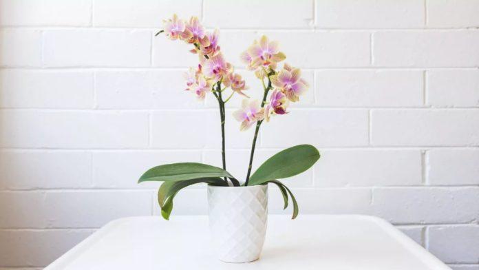 советы-по-уходу-за-орхидеями